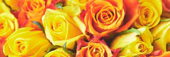 🐰🐾 banner