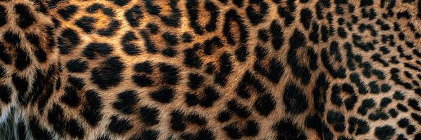 Latto Profile Banner