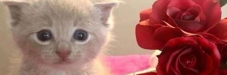 Bush ✨️😶‍🌫️ banner