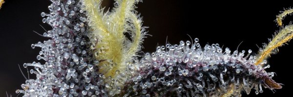 TERP_THCA Profile Banner