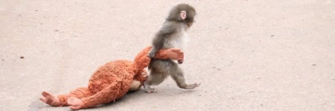 오지메피스토🦘🐨 banner