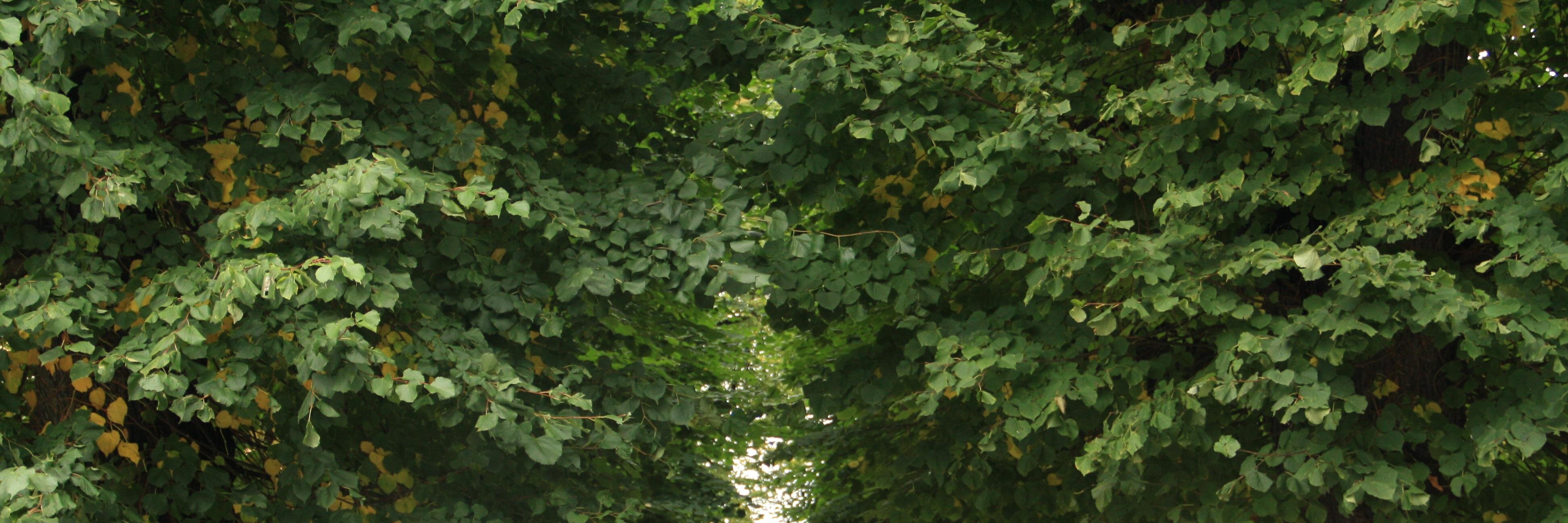 MrInsua's profile banner image