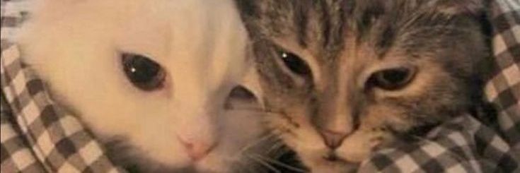 𝕯. banner