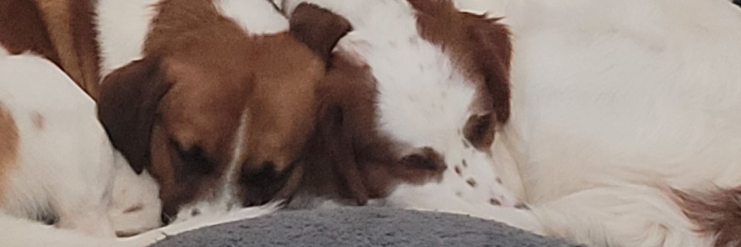 sookie24's profile banner image