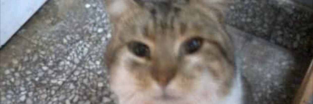 lulimeza2's profile banner image