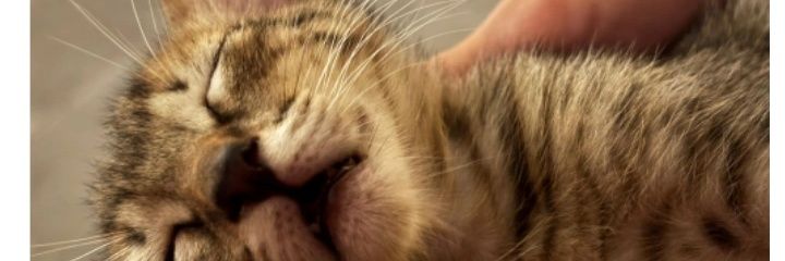 ArnaoChechu's profile banner image