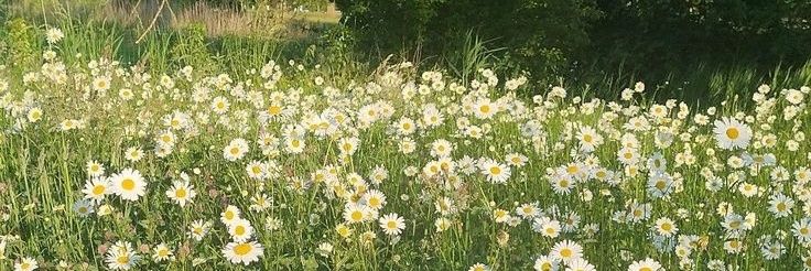 My Dear Daisy's banner