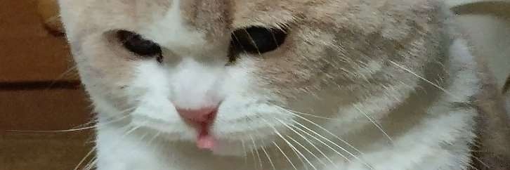 りりを🍭🐱 banner