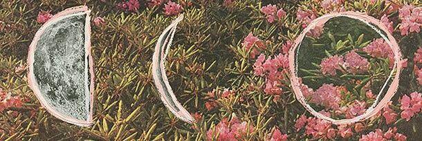dinosaurcollect's profile banner image