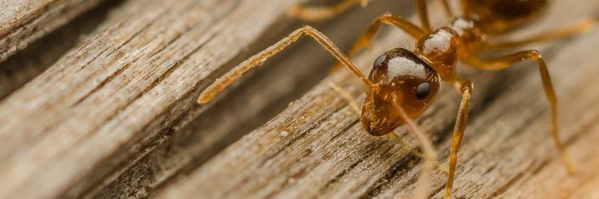 PestControlMel's profile banner image