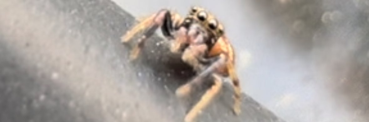 Bombyx 🎸🦗 banner