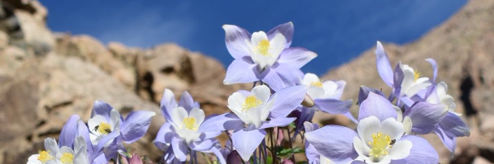 Rypsnort's profile banner image