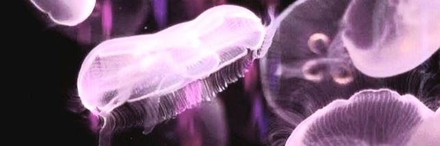 ⋆♱ONYX???✮♱⋆ banner