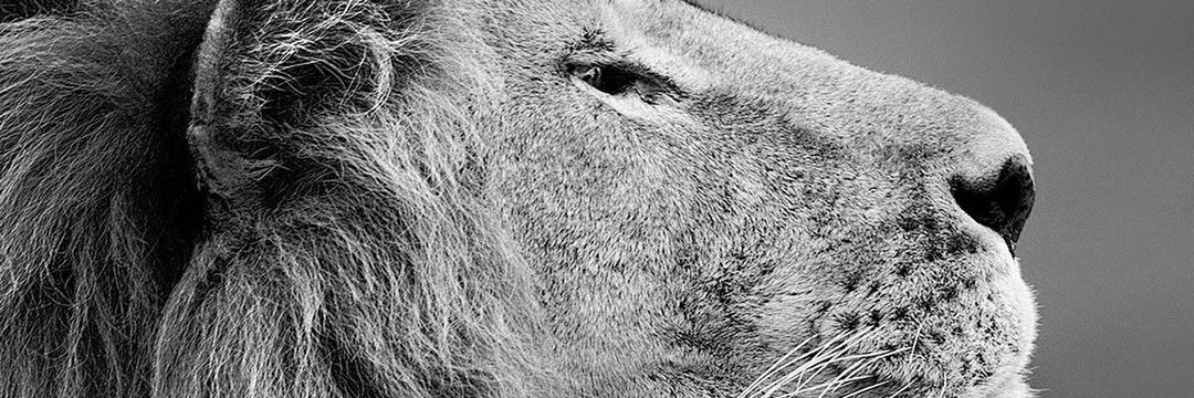 Kmo_14's profile banner image