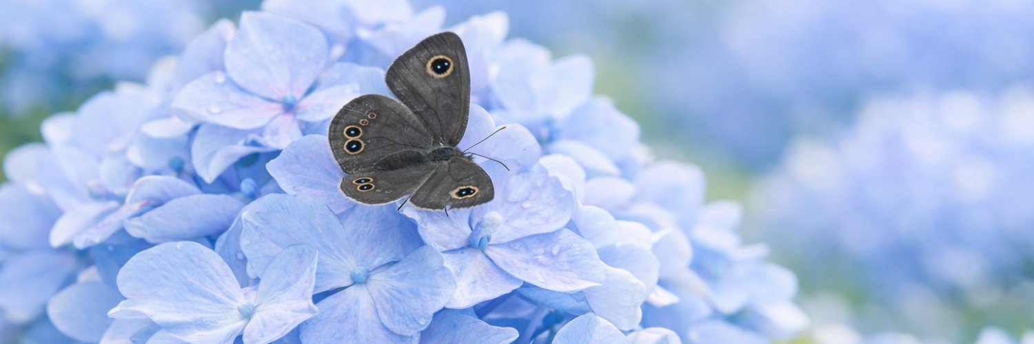 蝶の図鑑（j−nature.jp） banner