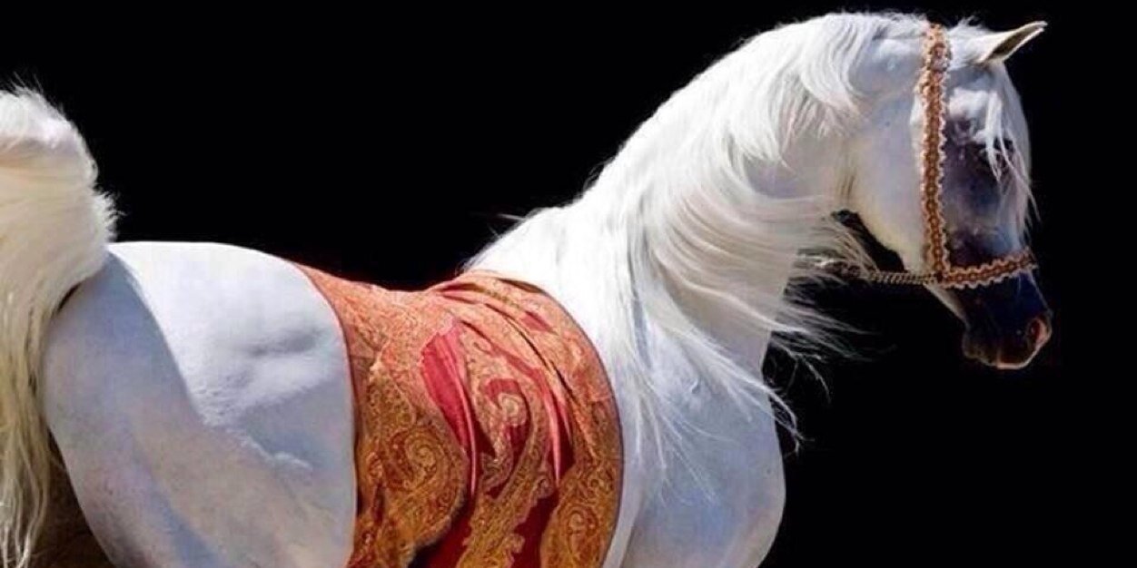 foony7's profile banner image