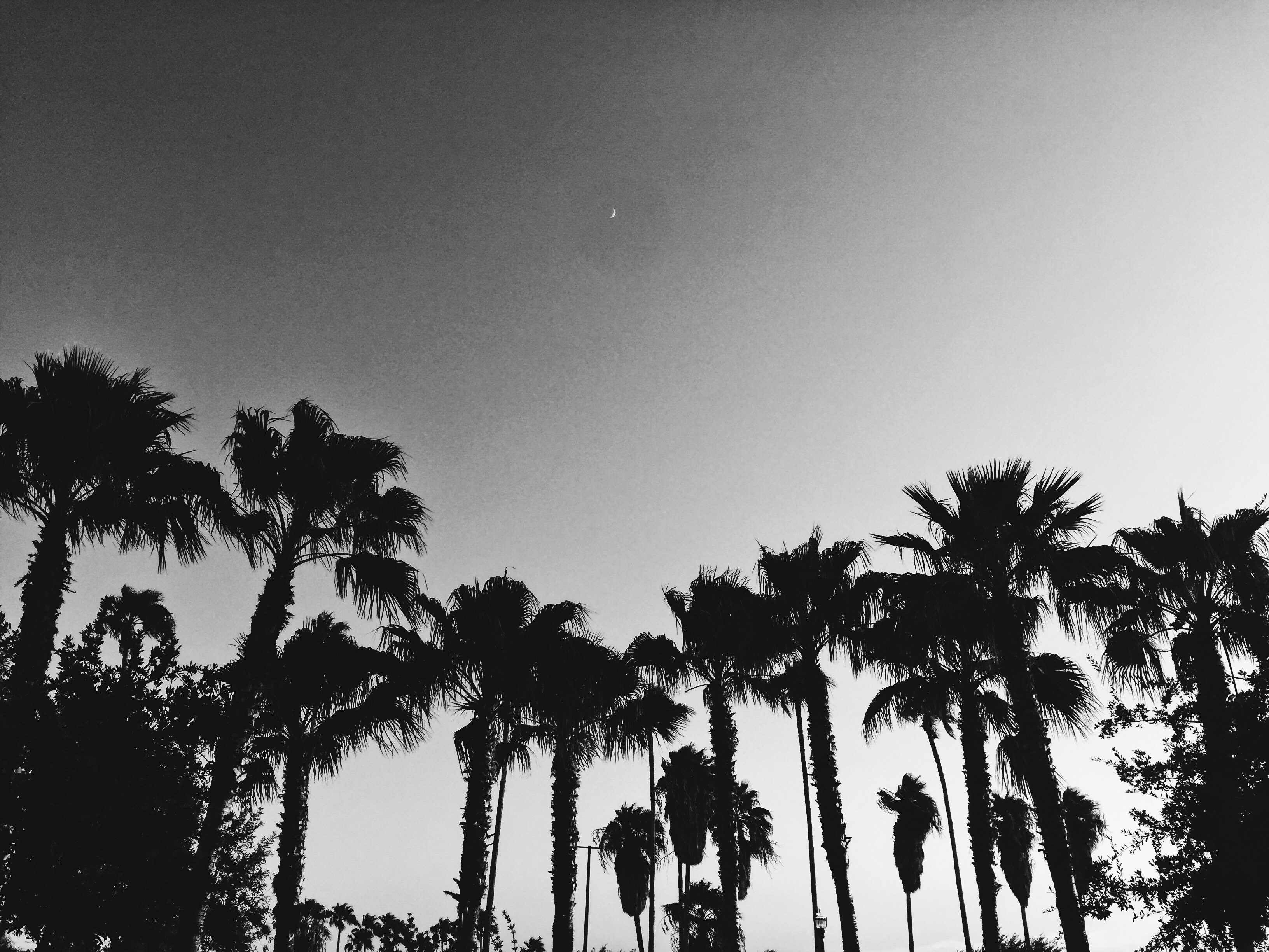 Tess Cagle-Rolli banner