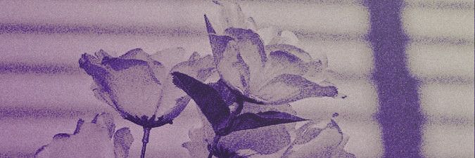 flowerylla's profile banner image