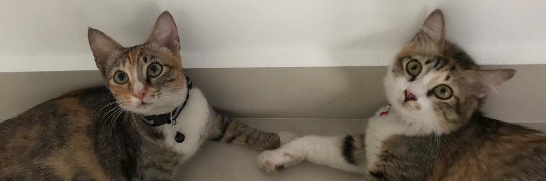 ndshfqh's profile banner image