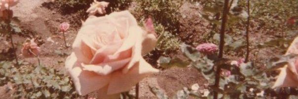 ℒara 󠀠󠀠 🫧 banner