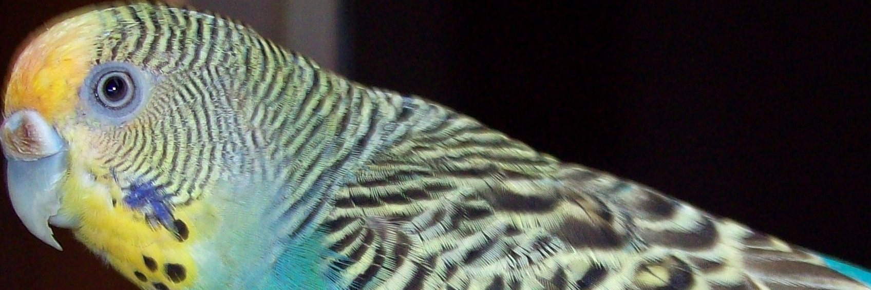 AtSixes's profile banner image