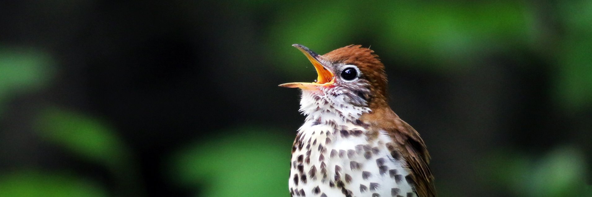 Macaulay Library at the Cornell Lab banner