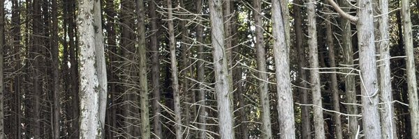 Johndophoenix Profile Banner