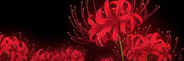 MeowClematis Profile Banner