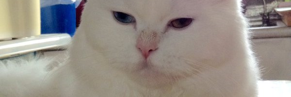cslegna's profile banner image