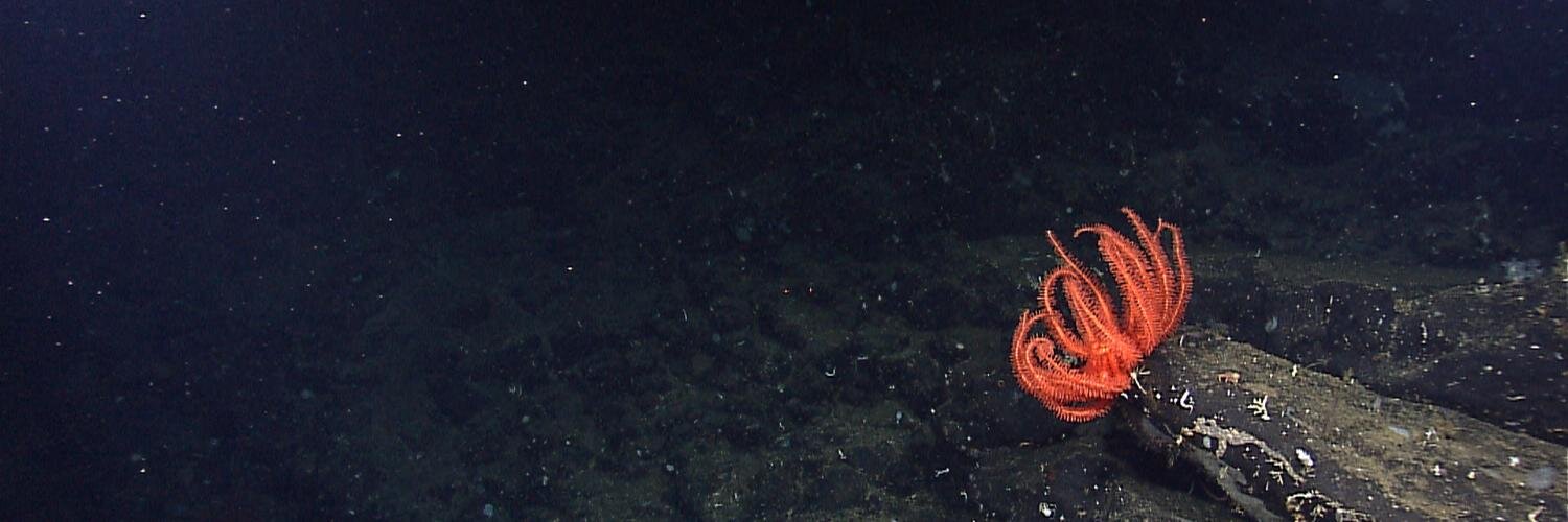 Christopher Mah, @echinoblog.bsky.social banner