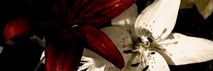 adrien / adi .𖥔 ݁ ˖'s banner