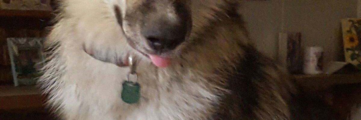 ftmwolfdog's profile banner image