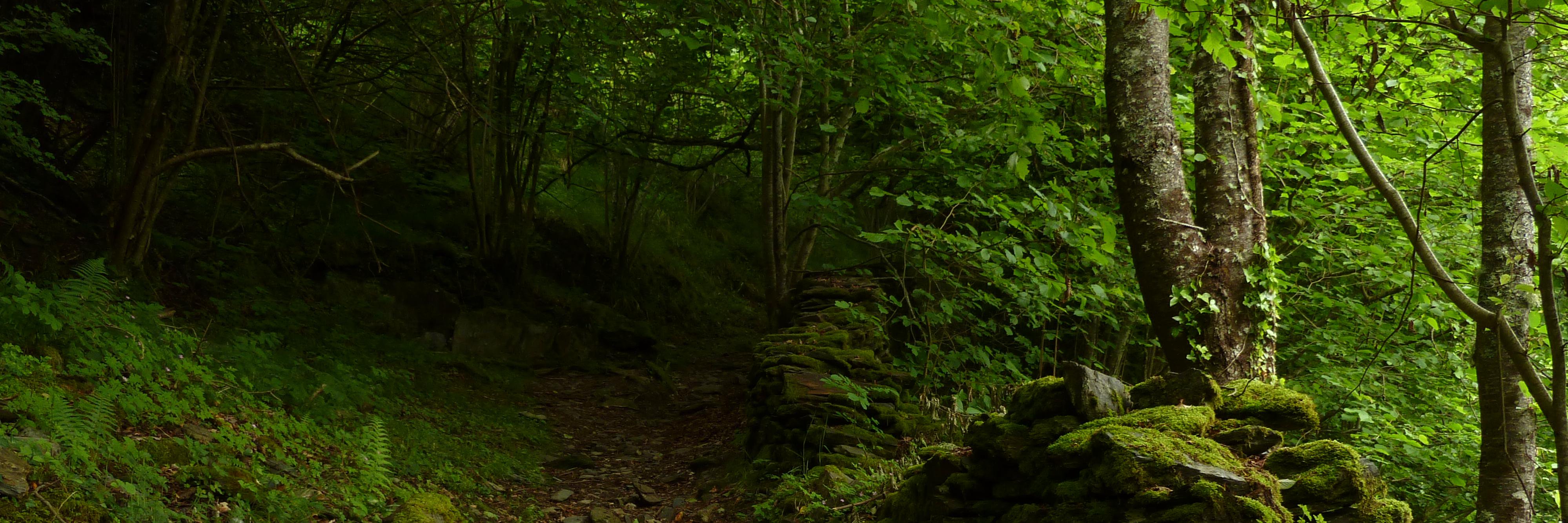 Associació Silene banner