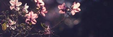 BasantAshraf108's profile banner image