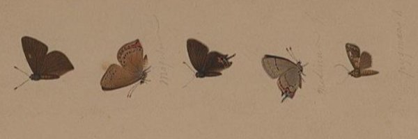 lillacdreams Profile Banner