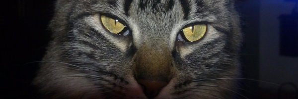 Niobe_sub0 Profile Banner