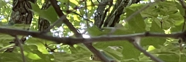 MountainPixie17 Profile Banner