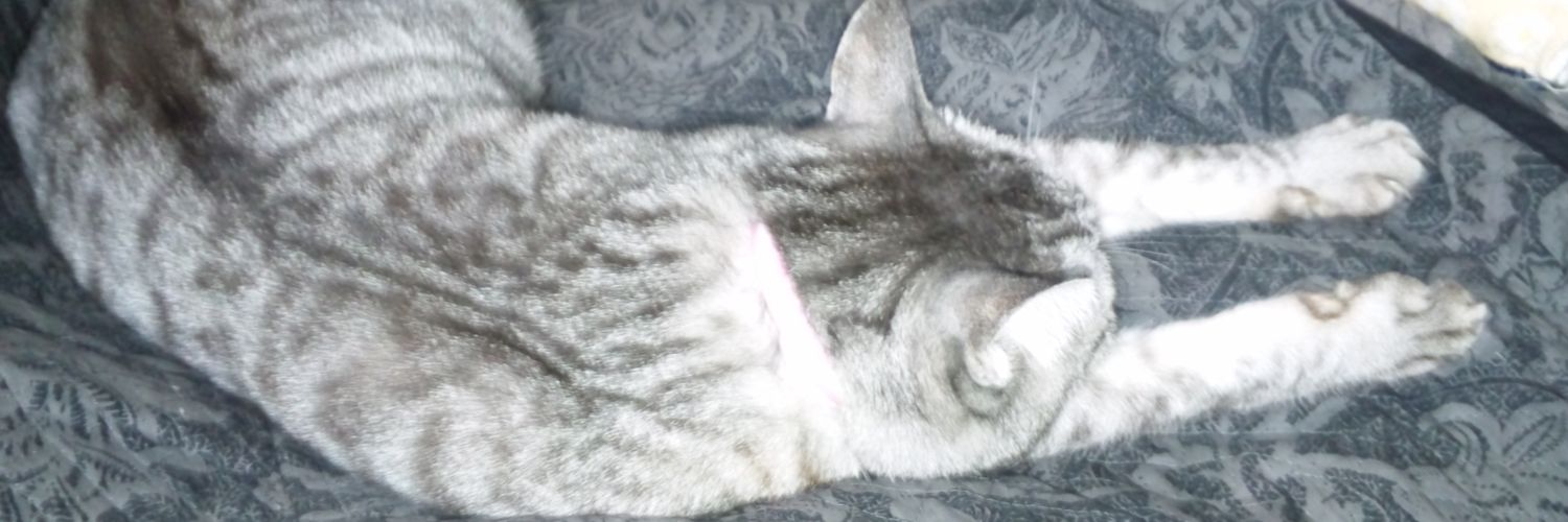 夜神 ありす banner