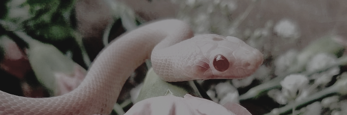 𝑺ebin. banner