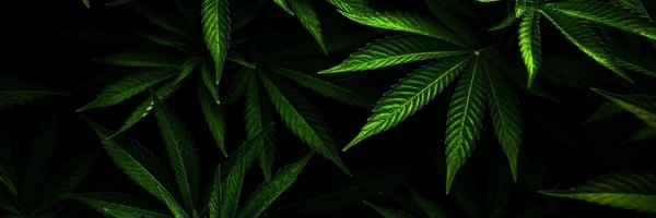 GustaBirras Profile Banner