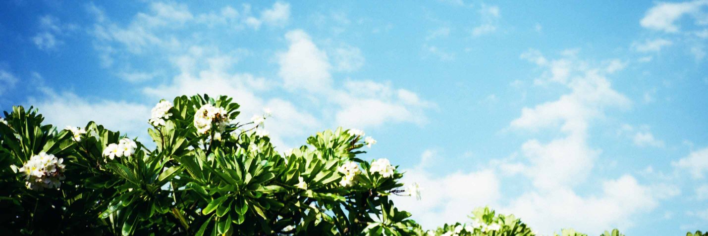 hako_tea's profile banner image