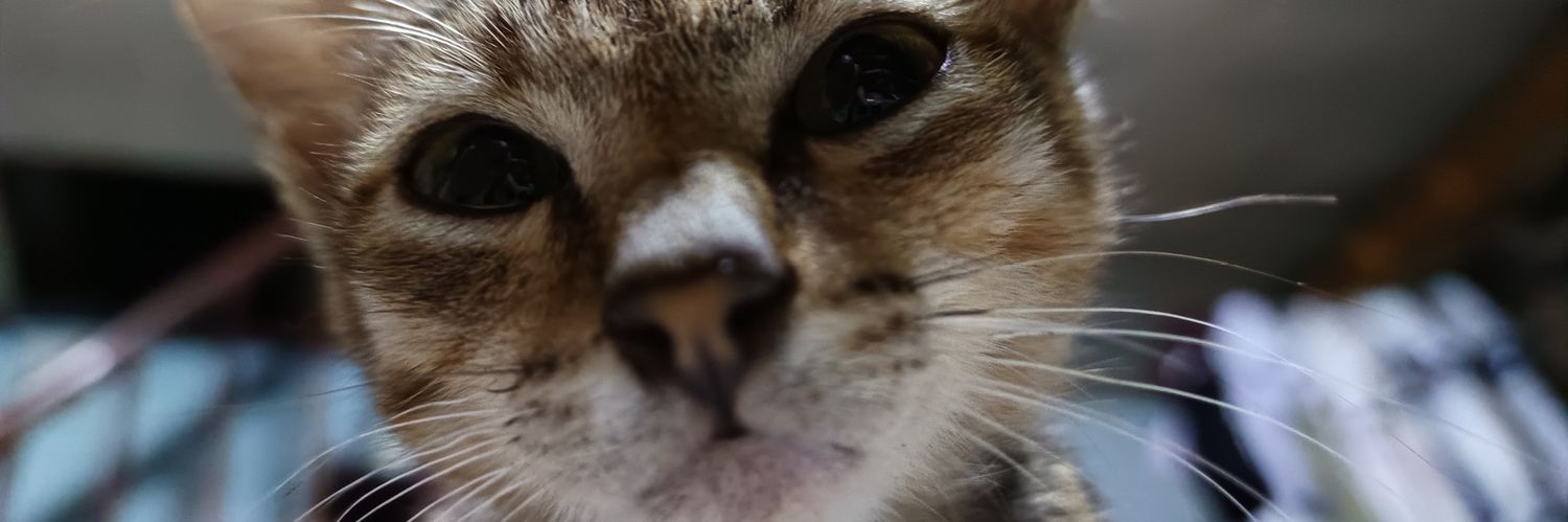 valelilooo's profile banner image
