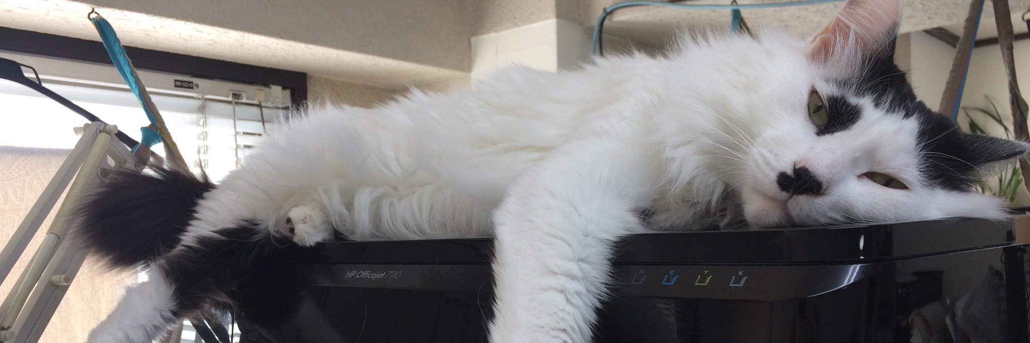 wild_kuma's profile banner image