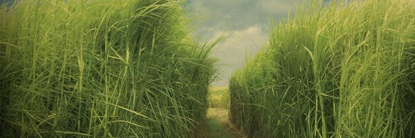 wirspa_rum Profile Banner