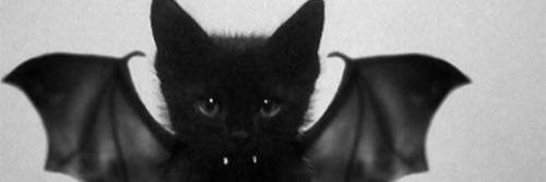 mayacarbonell's profile banner image