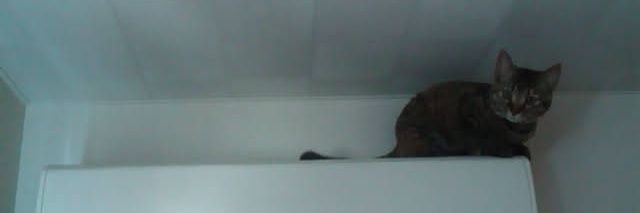 トモちん (🫨ﾒﾓ兼用) banner