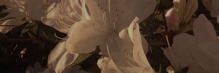 rena ⋆. 𐙚 ˚'s banner