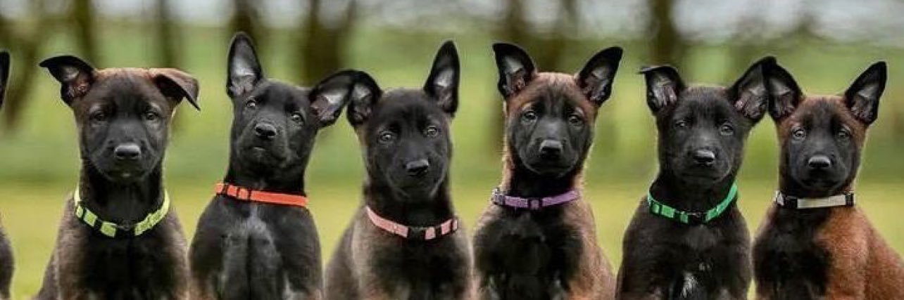 Collette Caswell Taylor banner