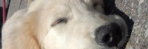 すぽけん banner