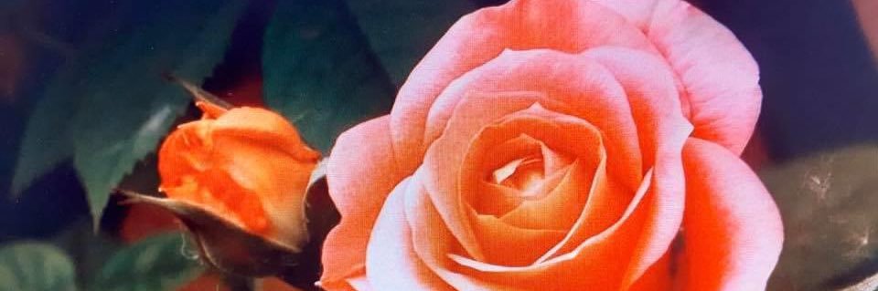 aspavam's profile banner image